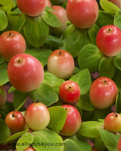 Hypericum Nipi Pink Flowers
